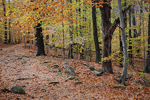 Woods