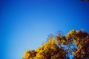 Seasons Tree