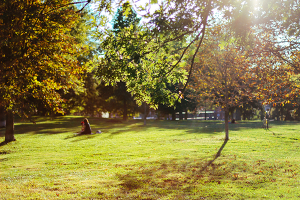 Seasons Field